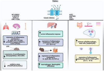 Frontiers | Inflammation—the role of TRPA1 channel